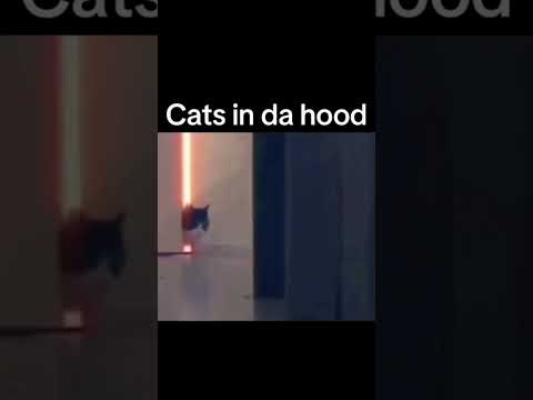 This cat is a sigma๐#haha #lol #shortsfeed