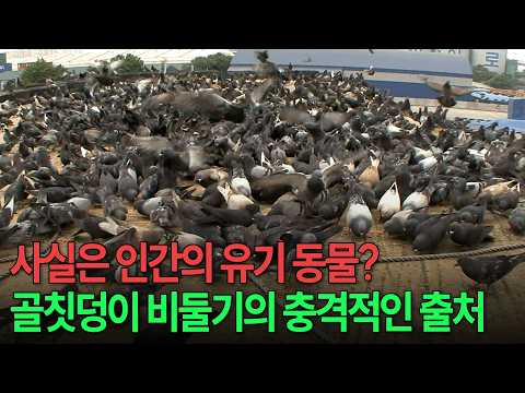 한때는 평화의 상징이었는데.. 도심의 천덕꾸러기가 된 비둘기 뒤에 숨겨진 씁쓸한 진실 [환경스페셜-도시 비둘기 공존을 꿈꾸다] / KBS 20090909 방송