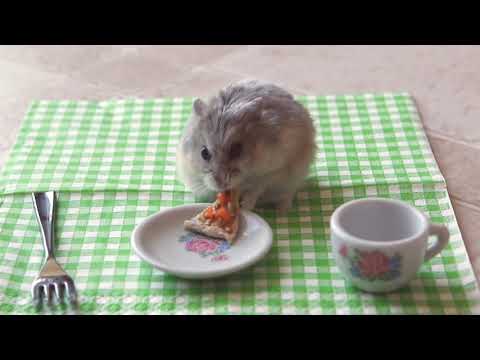 Tiny Hamsters Don't Just Eat Burritos... They Eat Tiny Pizzas Now Too!!