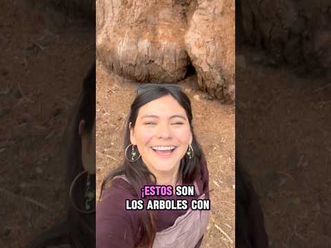 Los arboles mas grandes del mundo 😨