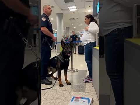 Police Dog Stopped a Pregnant Woman at the Airport 😱🐕✈️ #policedog #germanshepherd #doglove