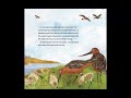 Godwit Migration and Behavior