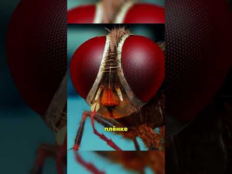 Как насекомое отомстило за уб*ство 😳