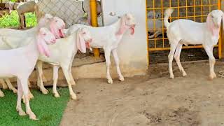 30 Hazar bakri farming 0344.1611.875 Gulabi janwar video viral Sabir Goat Farm 