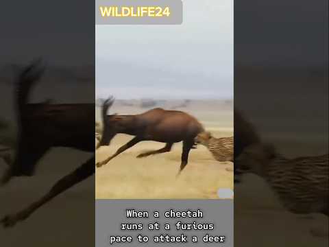 চিতা বিশ্বের দ্রুততম স্থলচর প্রাণী 🐆 #Short #chetta #deer #animalshorts