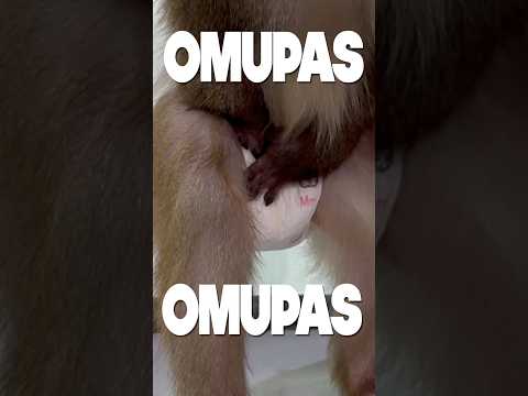 お猿さんのオムツを叩く音が可愛すぎる