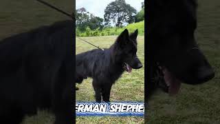 Anjing Serigala Hitam
