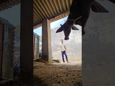Chavdu ne kya bol diya #shorts #minivlog #vlogs