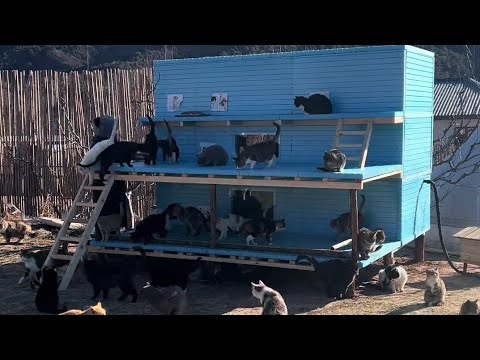 She gathered all the homeless cats and build heated cat container houses for them