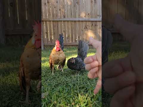 Backyard Chickens Chickening #shorts 