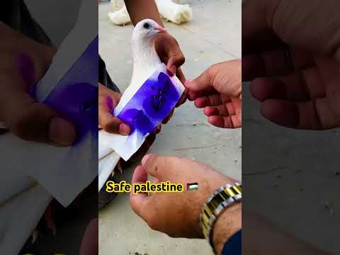 Safe palestine sab support kare please #love #palestine #virelvideo #supportme #kabootar #ytshorts
