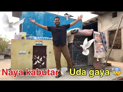 Naya kabutar bhag gye😰🕊️