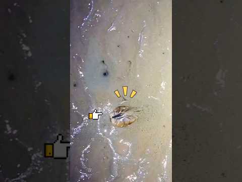 오이도 갯뻘에 이게 있다고! #shorts