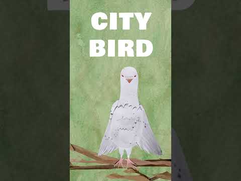 CITY BIRD OUT NOW