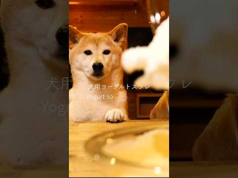 ふわシュワが至高なんよ。#asmr #柴犬