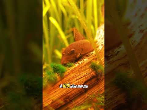 Loài Cá Tưởng Hiền Lành Nhưng Đang Phá Hoại Sông Ngòi Việt Nam