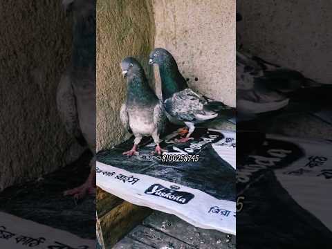 A1 Quality Giribaj Pigeon For Sale #pigeon #kabutar #kobutar #viral