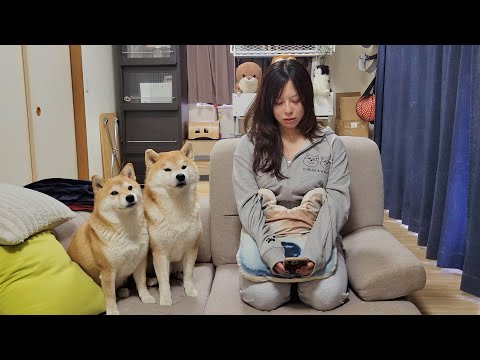 【ご報告】柴犬こむぎっすチャンネルからご報告があります
