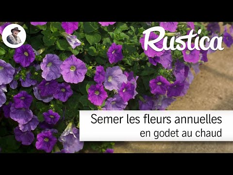 Semer au chaud les premières fleurs annuelles