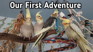 Baby Cockatiels Leave the Cage for the First Time! So Cute!