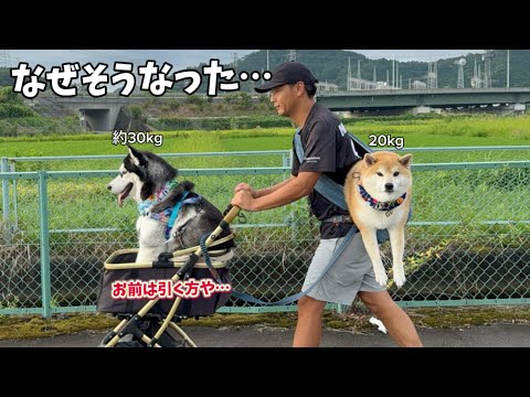 柴犬とハスキーの不思議な行動と笑えるハプニングまとめ サムネイル