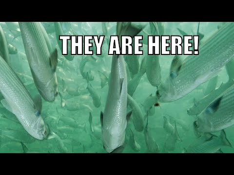 Mullet RUN 2026 & Florida inshore fishing gets WILD! video thumbnail