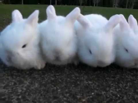 Cztery kilkutygodniowe króliczki skradną wasze serca!