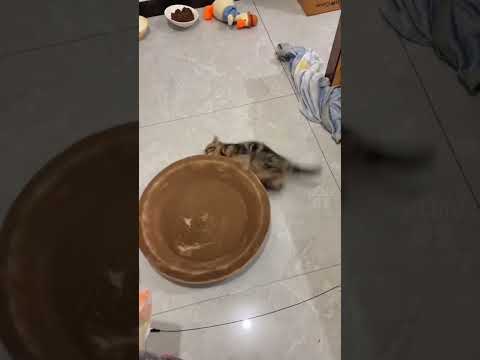 FUNNY CATS #funny #comedypets #familyfriendly #memes #cats #catsmemes #animals #laughing