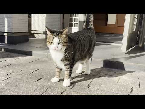 猫の動画サムネイル - お父さんとご機嫌でお喋りする猫