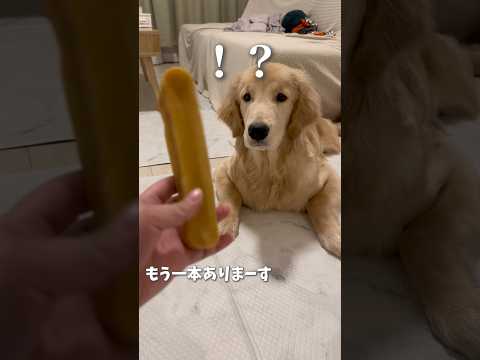 ヒマチー大好き♡#ゴルパピ麹#ゴールデンレトリバー#ゴールデンレトリバーのいる生活 #goldenretriever#goldenretrieverpuppy#goldenretrieverlife