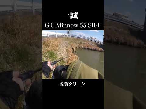 GCミノー55で食わせたよ❕#shorts #bassfishing #issei #バス釣り #佐賀バス釣り #佐賀クリーク #おかっぱり #岸釣り#右巻き大好き