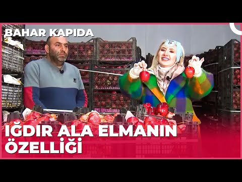 Iğdır Elmasının Özelliği | Bahar Kapıda - Iğdır