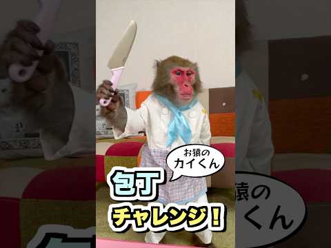 天才猿は包丁（子ども用）を使えるでしょうか？ #monkey