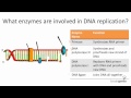 DNA Replication Enzymes and Functions