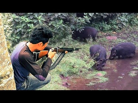 berburu 3 ekor babi hutan jantan 3 kali tembak 3 ekor pula poin babi jumbo nya, luar biasa ‼️