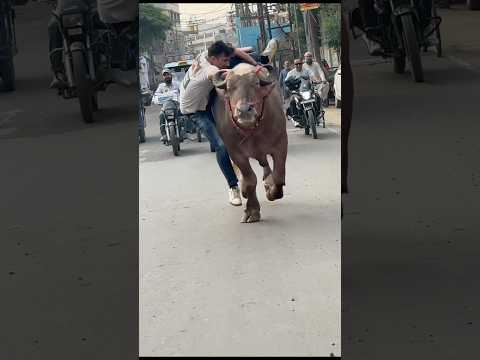 Gir kar uthh jana meri aadat hai 😎…..#reaction #shorts #animal #funny