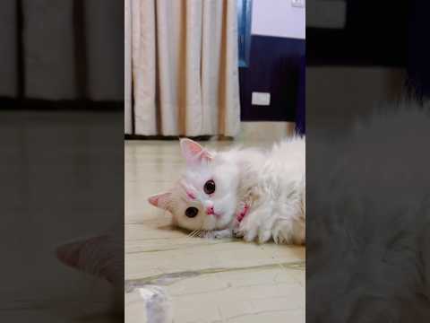 Rani ka Rishta pka ? ๐ #ashortaday #tranding #minivlog #cat #viralshort