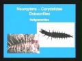 Identifying Aquatic Insect Larvae