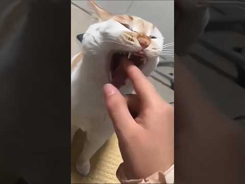 Funniest kitten moments 😂 Funny cats and dogs videos 😺🐶 part 154