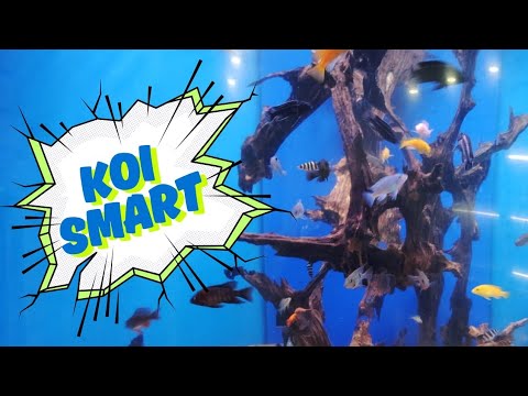 Inside Koi Smart_ The Future of Shopping In this video I'll be showing you what you can get. Maybe what I could be getting for the next futur