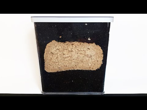 WHAT HAPPENS TO BREAD UNDERGROUND? - Time Lapse [4K]