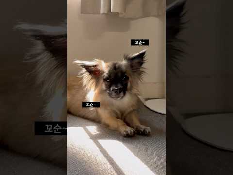 잘려버린 귀털 경과보고 #shorts #강아지