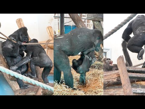 Romance In The Gorilla Family Silverback Gorilla’s Bold Move And Female Gorilla’s Response