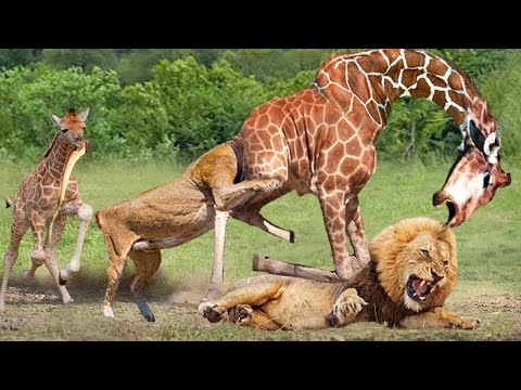 A Giraffe Gights A Pride Of Lions Alone And The Ending Is Unexpected