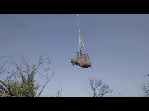 YouTube video thumbnail: Endangered Black Rhinos Moved to Mozambique From South Africa