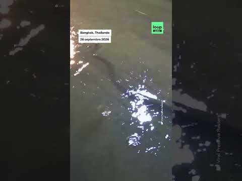 Un python XL <strong>dans</strong> les rues de Bangkok inondé