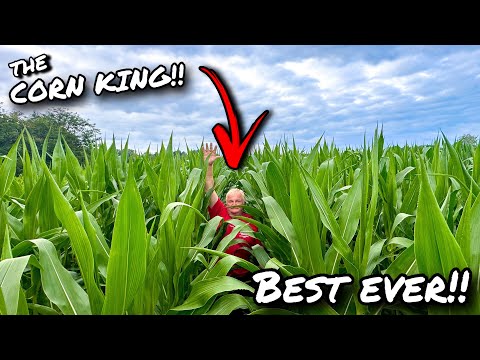 THE CORN KING!!... KNEE HIGH BY THE 4TH JULY!?