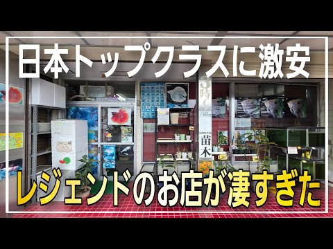 日本トップクラスの激安‼レジェンドが店主の焼津熱帯魚さんが凄すぎた!!　aquarium　アクアリウム　熱帯魚　水槽　水草　流木　ベタ　ディスカス　エンゼルフィッシュ