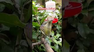 #aviaryburcil #aviaryburungkecil yg #birds #aviary #aviarymini #miniaviary #aviarykolibri