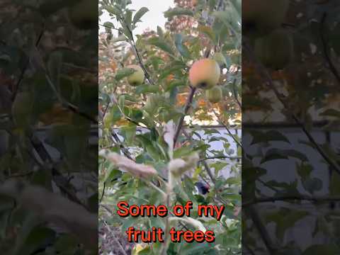 Beautiful fruit trees, delicious fruit 🍎 ￼￼